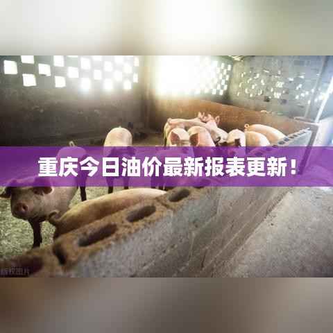 重庆今日油价最新报表更新!