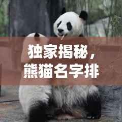 独家揭秘,熊猫名字排行榜TOP10,哪些名字最受欢迎?